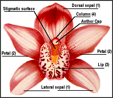 orchidFlowerAnatomy_1